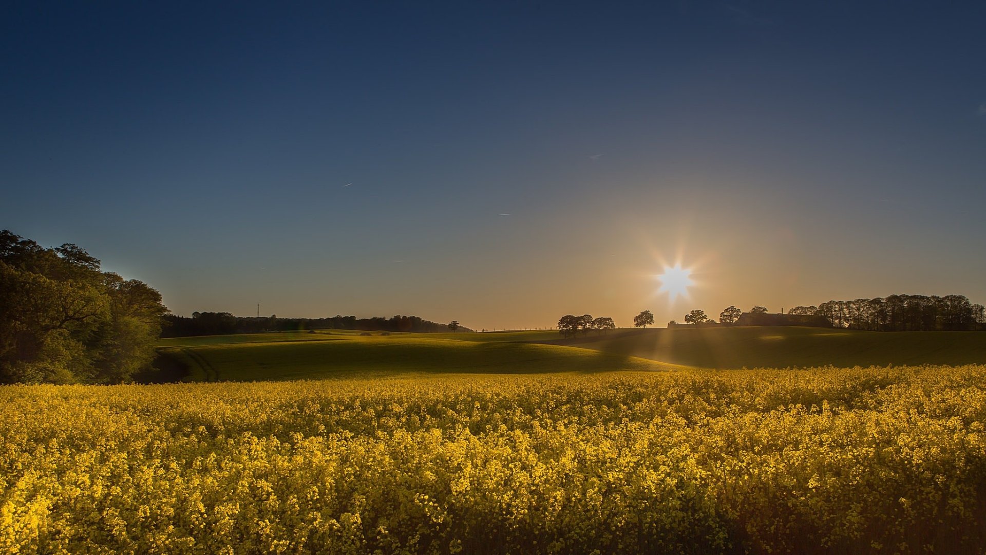 Sunset over a vibrant yellow rapeseed field under a clear sky, capturing the beauty of summer nature in an HD PC desktop wallpaper.