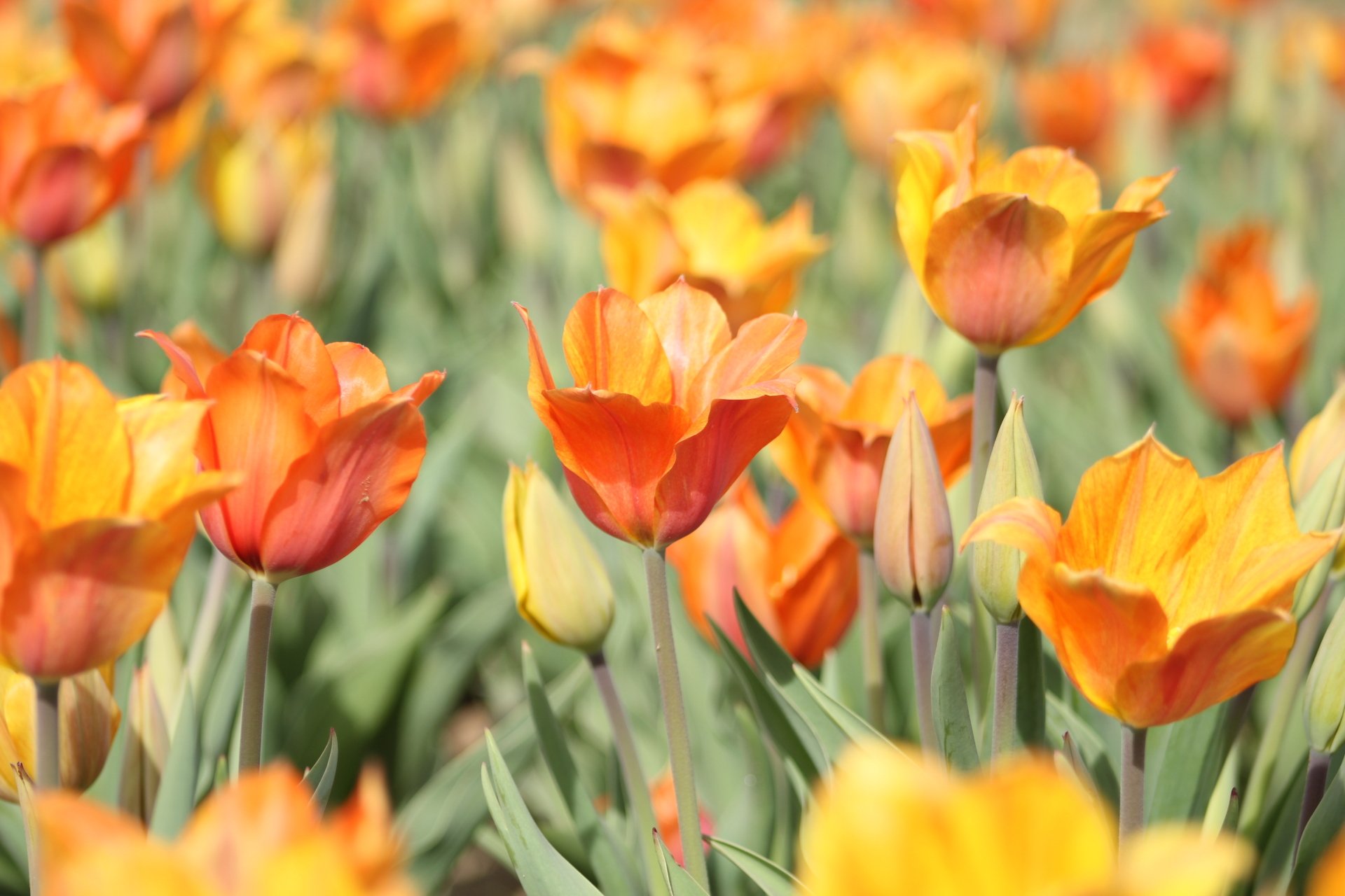 Download Close-up Orange Flower Flower Nature Tulip HD Wallpaper ...