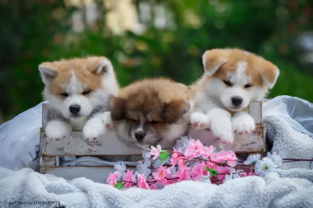 Three adorable Akita puppies rest on a wooden crate surrounded by soft blankets and pink flowers in a vibrant outdoor setting, captured in 4K Ultra HD.