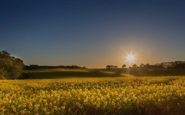 Sunset over a vibrant yellow rapeseed field under a clear sky, capturing the beauty of summer nature in an HD PC desktop wallpaper.