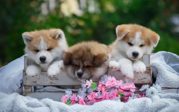 Three adorable Akita puppies rest on a wooden crate surrounded by soft blankets and pink flowers in a vibrant outdoor setting, captured in 4K Ultra HD.