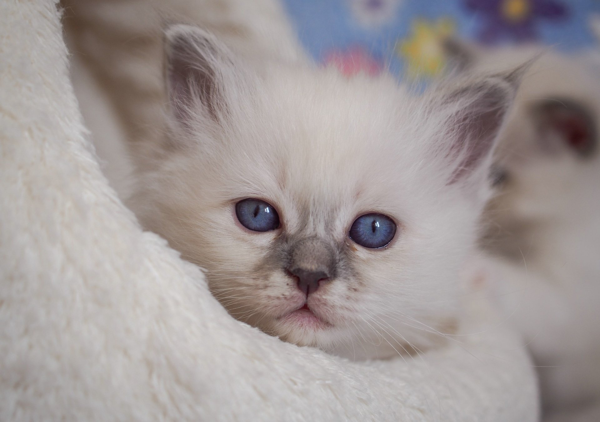 Download Baby Animal Kitten Close-up Stare Animal Cat HD Wallpaper