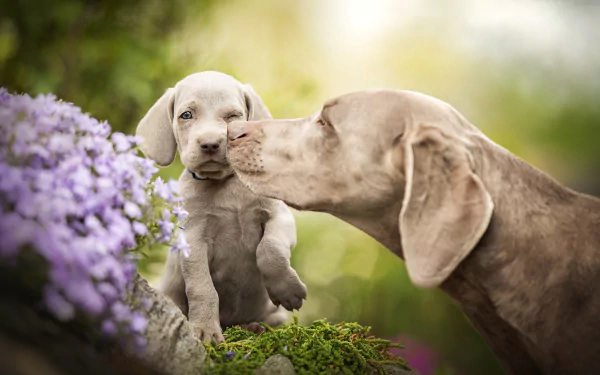 love puppy baby animal dog Animal weimaraner HD Desktop Wallpaper | Background Image