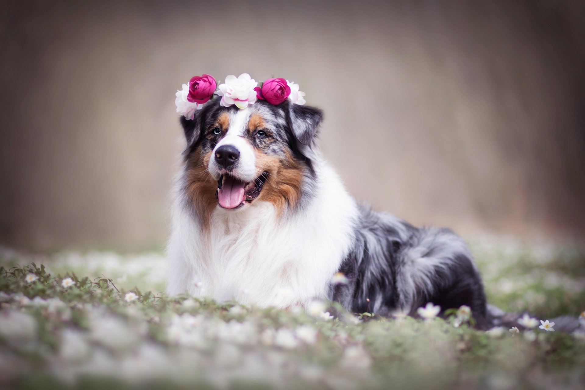 Download Wreath Dog Animal Australian Shepherd  HD Wallpaper