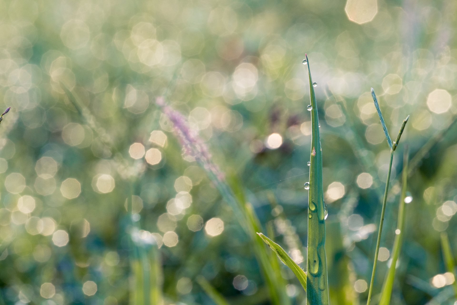 Download Bokeh Macro Water Drop Nature Grass 4k Ultra HD Wallpaper