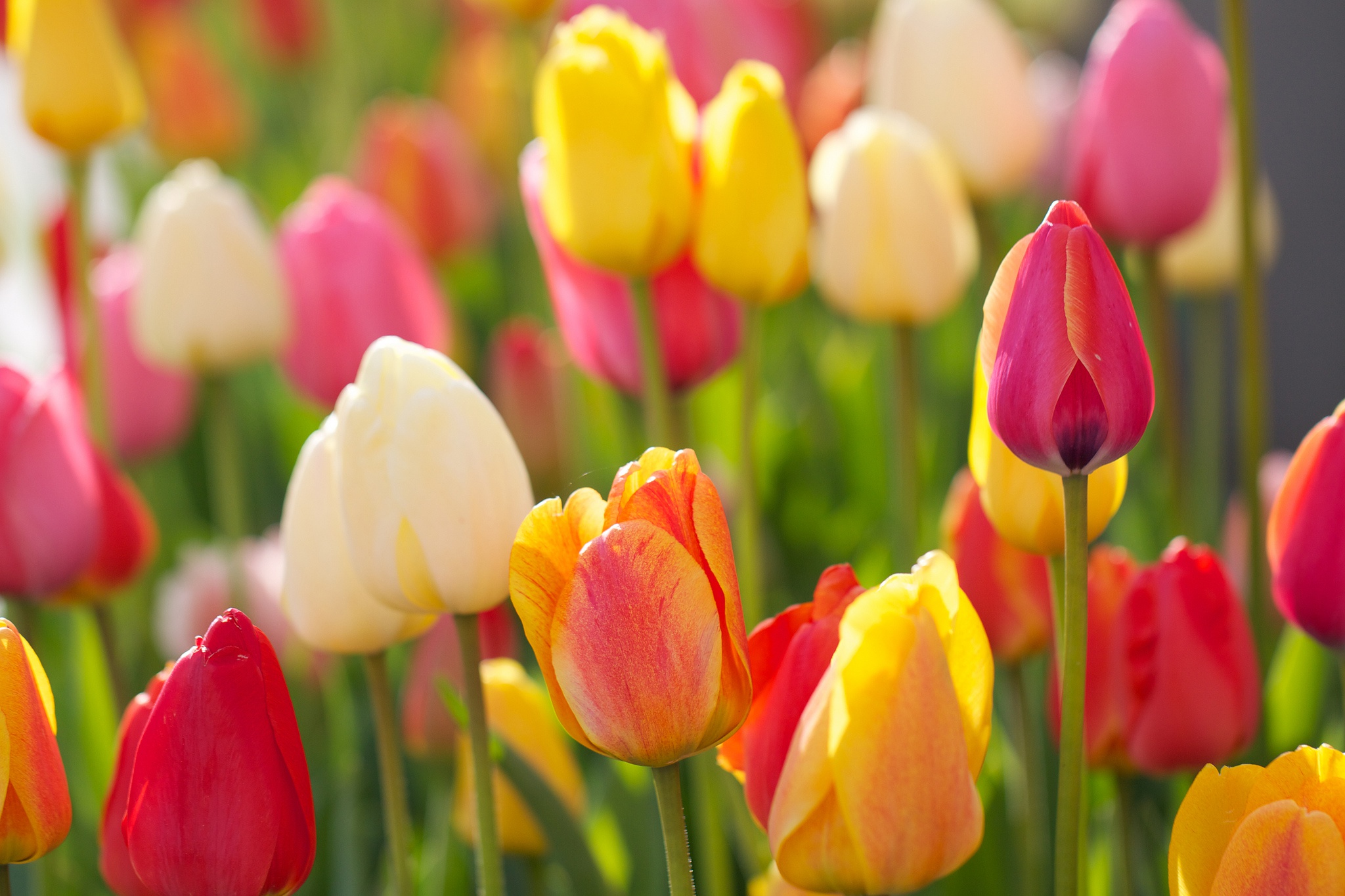 Tulip HD Wallpaper