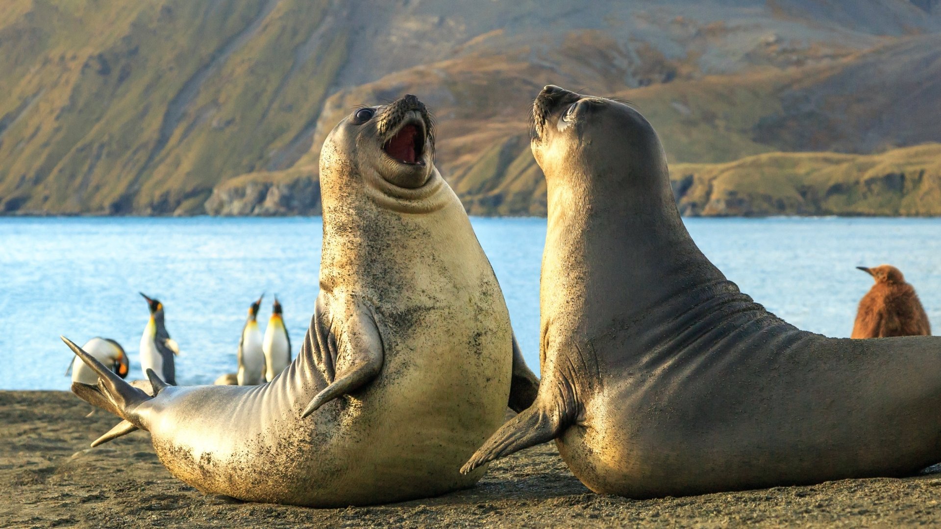 Two elephant seals engage by the shore with penguins and a mountainous landscape in the background, captured in a vivid HD desktop wallpaper.