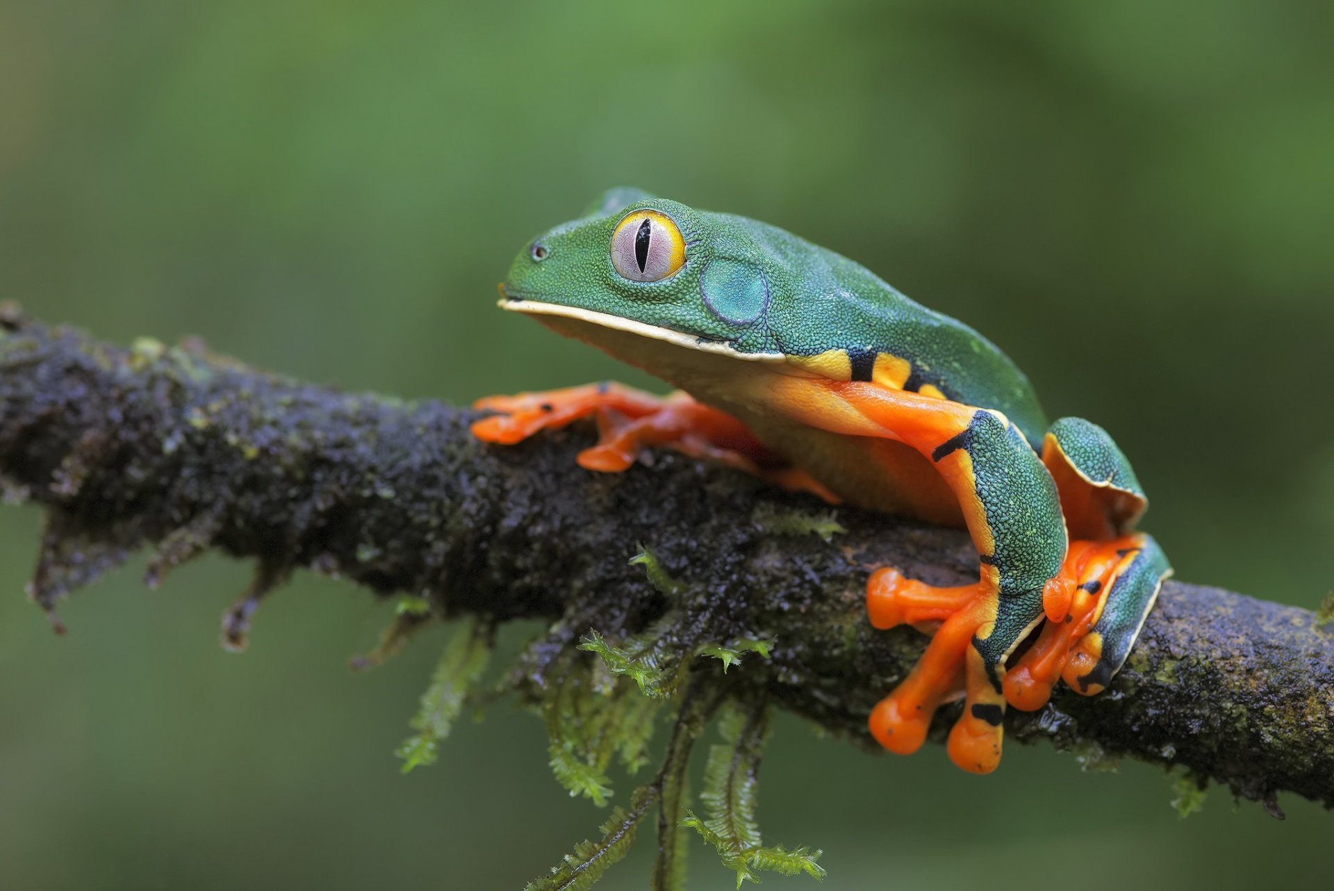 HD desktop wallpaper featuring a vibrant amphibian frog with green skin and bright orange feet perched on a mossy branch against a blurred green background.