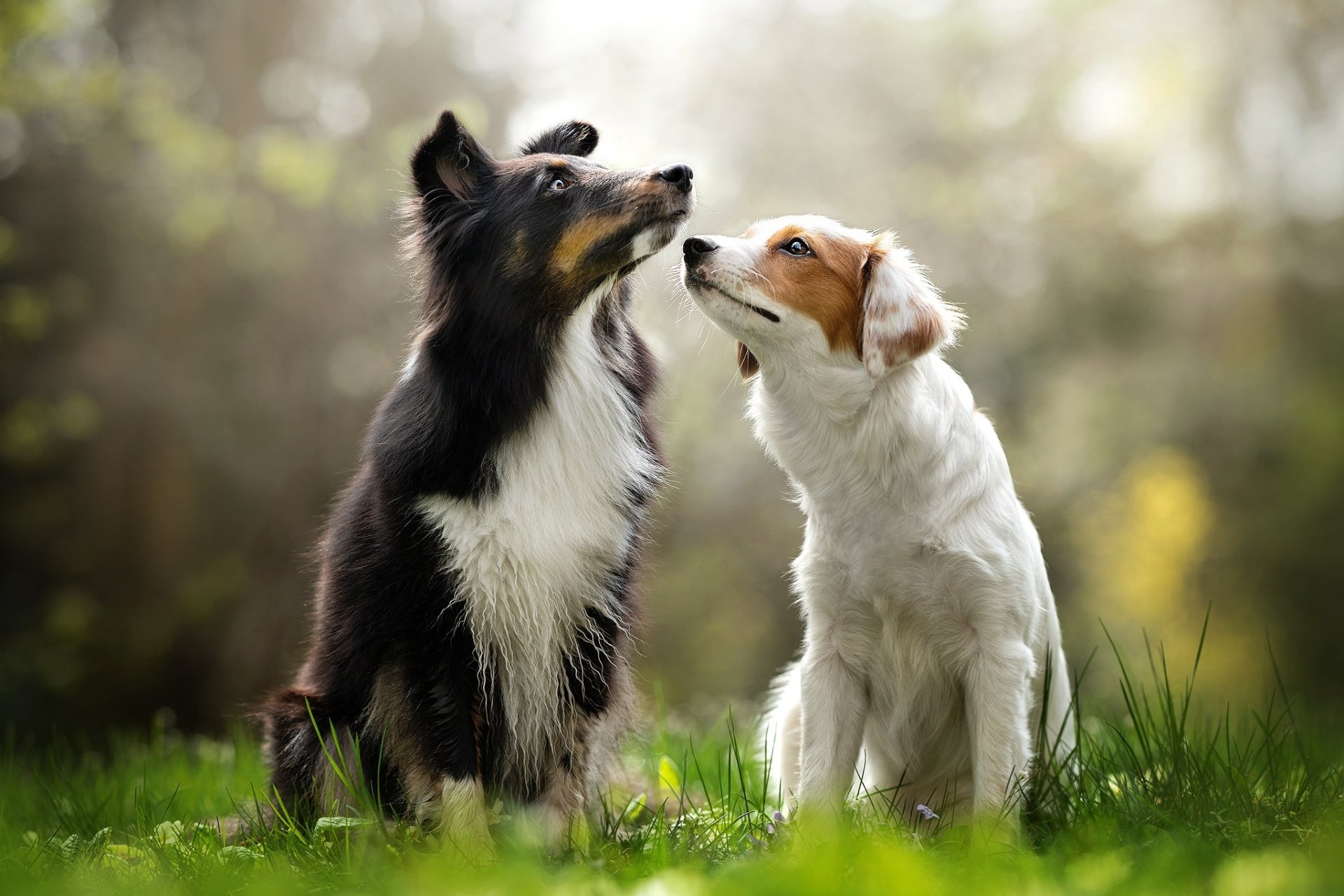 Download Australian Shepherd Depth Of Field Animal Dog HD Wallpaper by Dackelpup