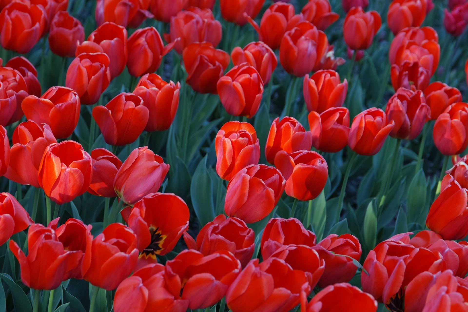 Download Red Flower Flower Nature Tulip HD Wallpaper | 2048x1365 ...