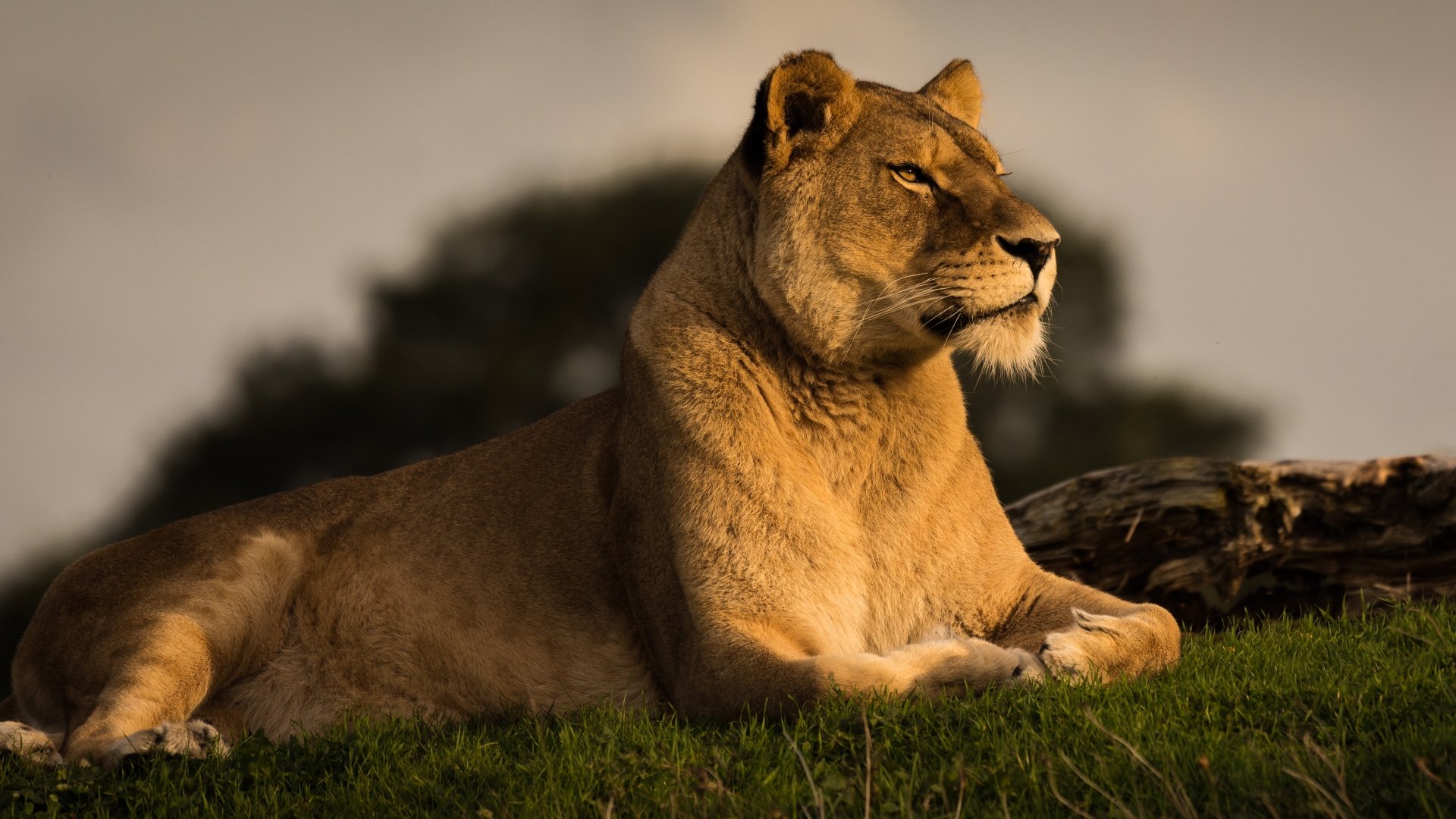 A majestic lioness rests on grass, bathed in warm light, captured in stunning 4K Ultra HD as a striking PC desktop wallpaper background.