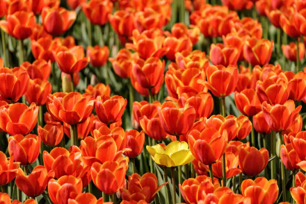 HD PC desktop wallpaper background of nature: a field of red tulip flowers densely packed, with one yellow tulip standing out.