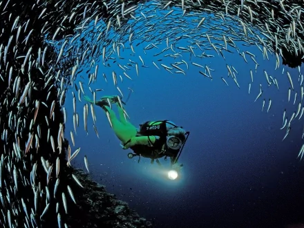 fish scuba diving Sports HD Desktop Wallpaper | Background Image