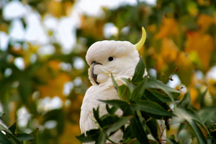 Sulphur-crested cockatoo perched among leaves, shallow depth of field with blurred golden background — HD PC desktop wallpaper.