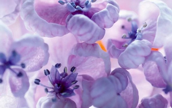 Close-up of delicate pastel purple flowers in nature, rendered in HD for a serene PC desktop wallpaper background.