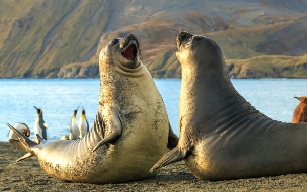 Animal Elephant Seal Seals HD Wallpaper | Background Image