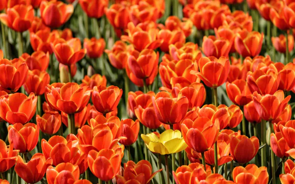 red flower nature tulip HD Desktop Wallpaper | Background Image