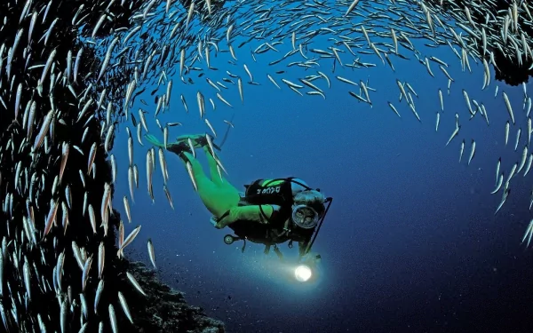 fish scuba diving Sports HD Desktop Wallpaper | Background Image