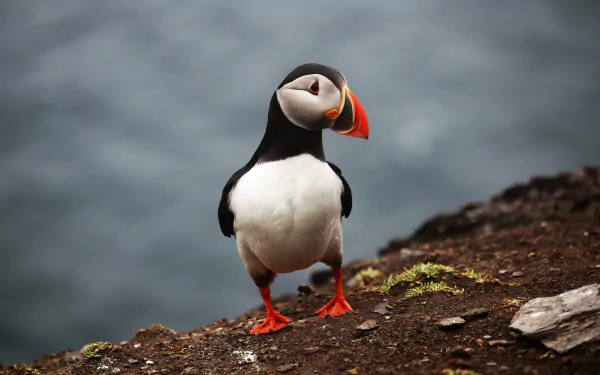 A vibrant puffin with distinct black and white feathers and an orange beak stands on rocky ground against a blurred blue-gray background, captured in 4K Ultra HD.