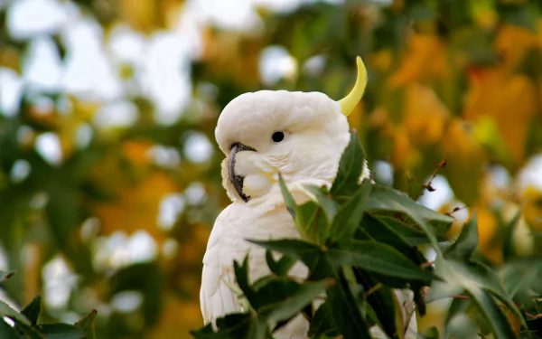 depth of field bird cockatoo Animal Sulphur-crested cockatoo HD Desktop Wallpaper | Background Image