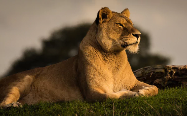 A majestic lioness rests on grass, bathed in warm light, captured in stunning 4K Ultra HD as a striking PC desktop wallpaper background.