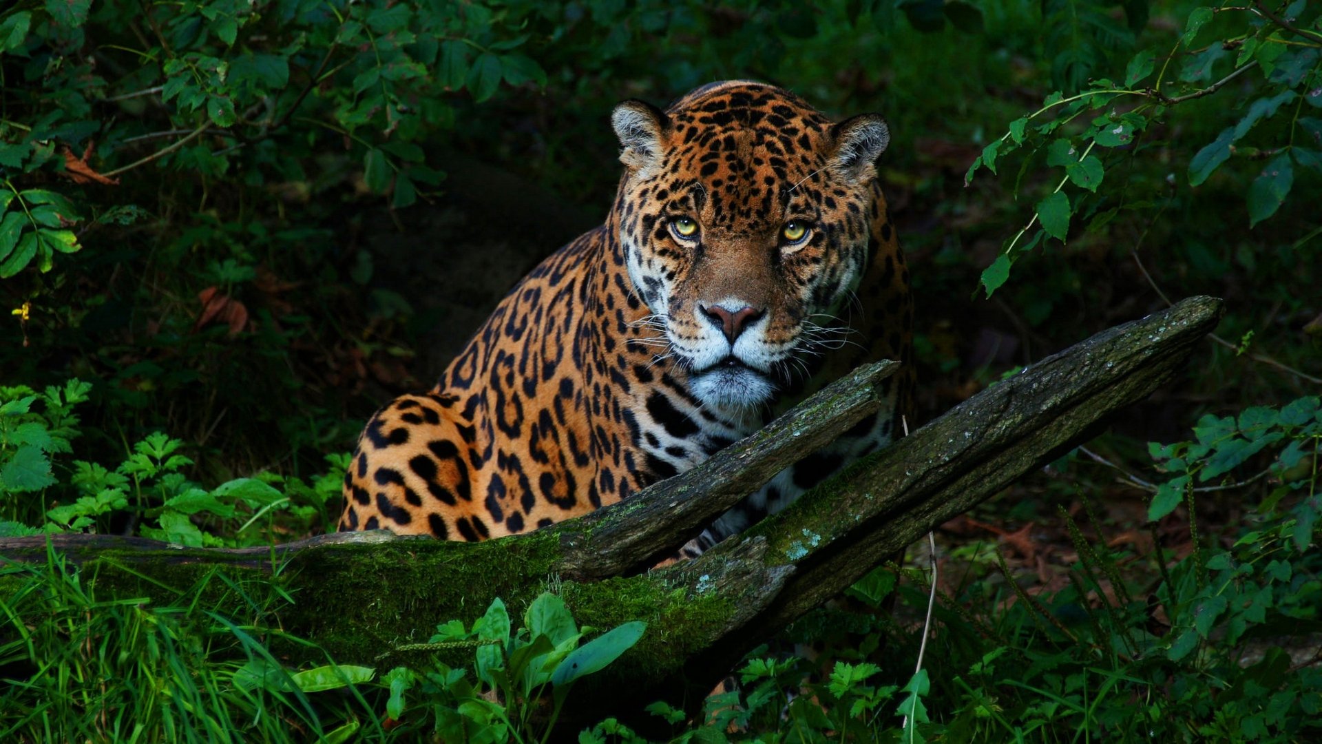 Animal Jaguar Hd Wallpaper