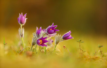 Close-up of purple Pulsatilla flowers in a soft golden meadow — a nature scene rendered as an HD PC desktop wallpaper background.