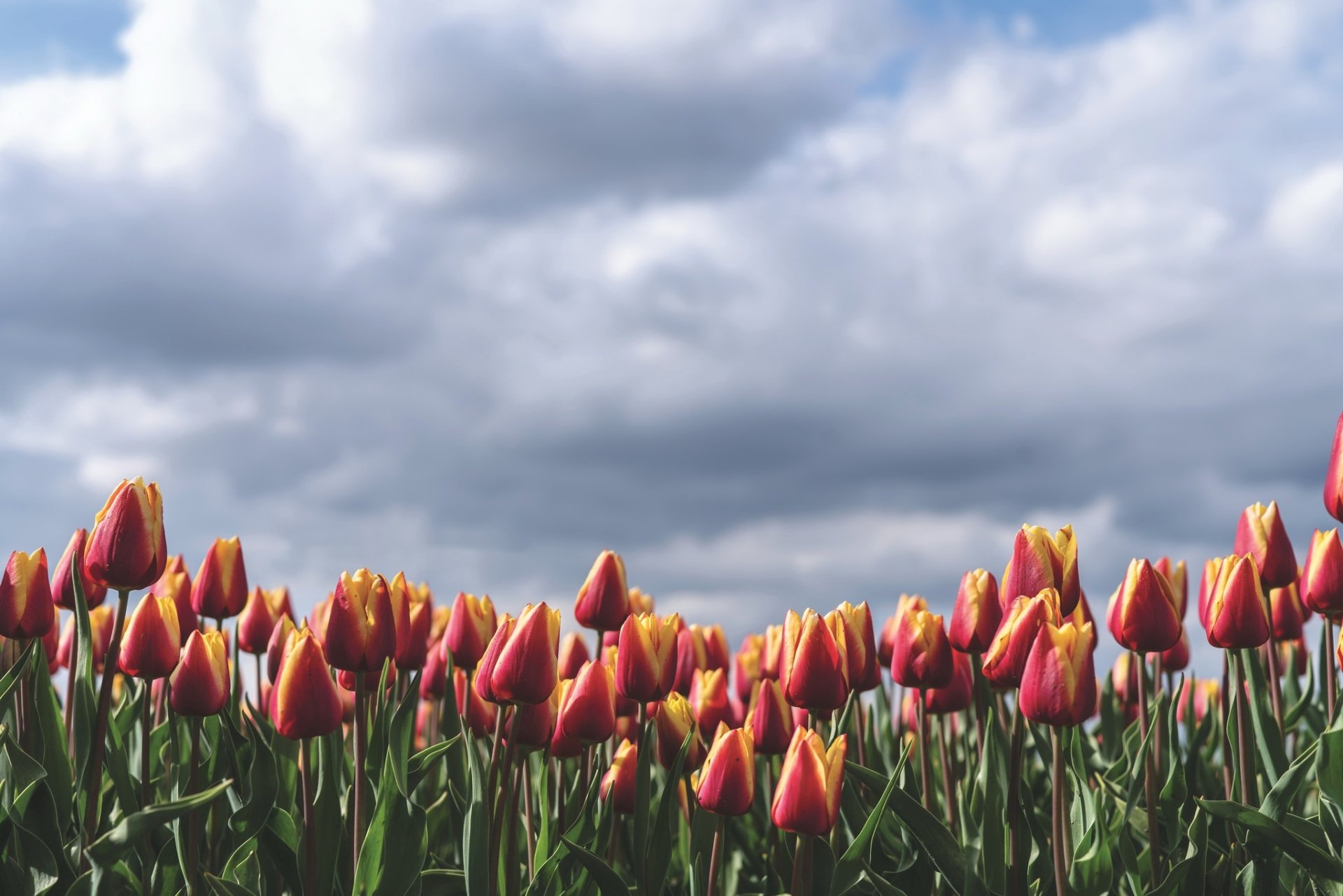 Download Summer Cloud Red Flower Flower Nature Tulip HD Wallpaper ...
