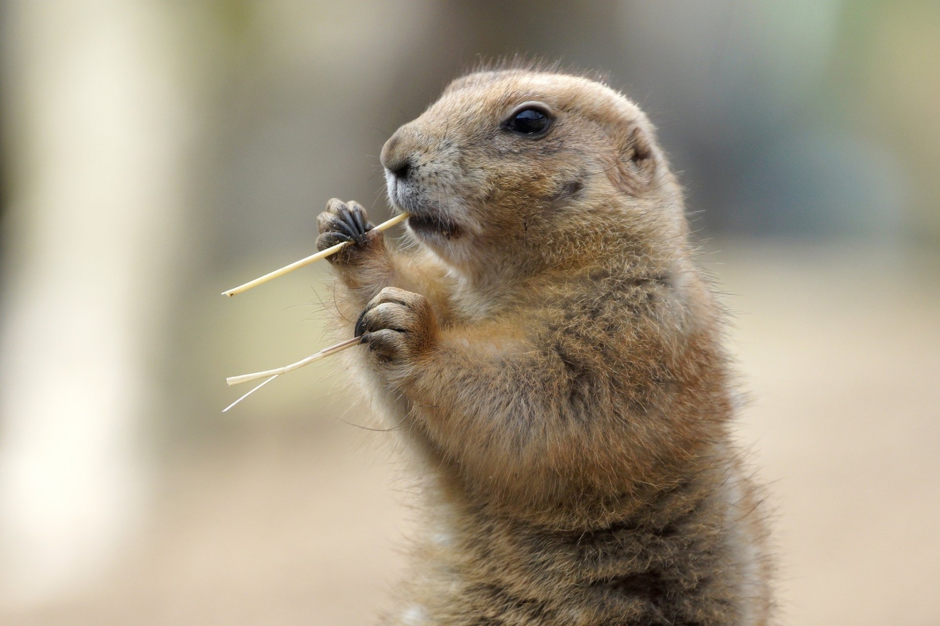 Prairie dog HD Wallpaper