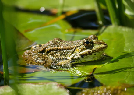  Frog on a Water Lily Pad by Gerhard Gellinger