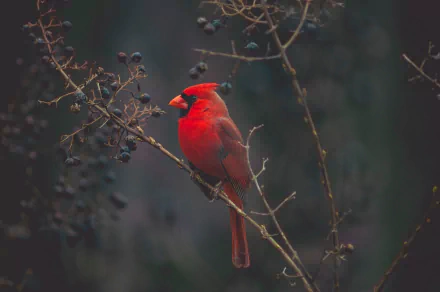 Vivid red cardinal (bird, animal) perched on a twig with dark berries against a moody forest backdrop — 4K Ultra HD PC desktop wallpaper.