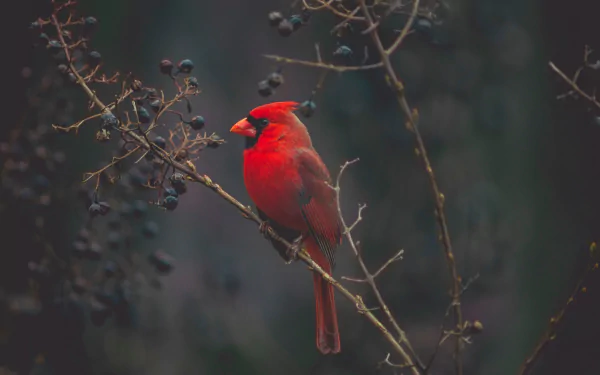 Vivid red cardinal (bird, animal) perched on a twig with dark berries against a moody forest backdrop — 4K Ultra HD PC desktop wallpaper.