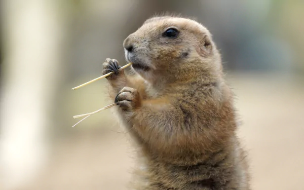 Close-up of a prairie dog rodent holding and nibbling on grass, captured in high definition for a PC desktop wallpaper background.