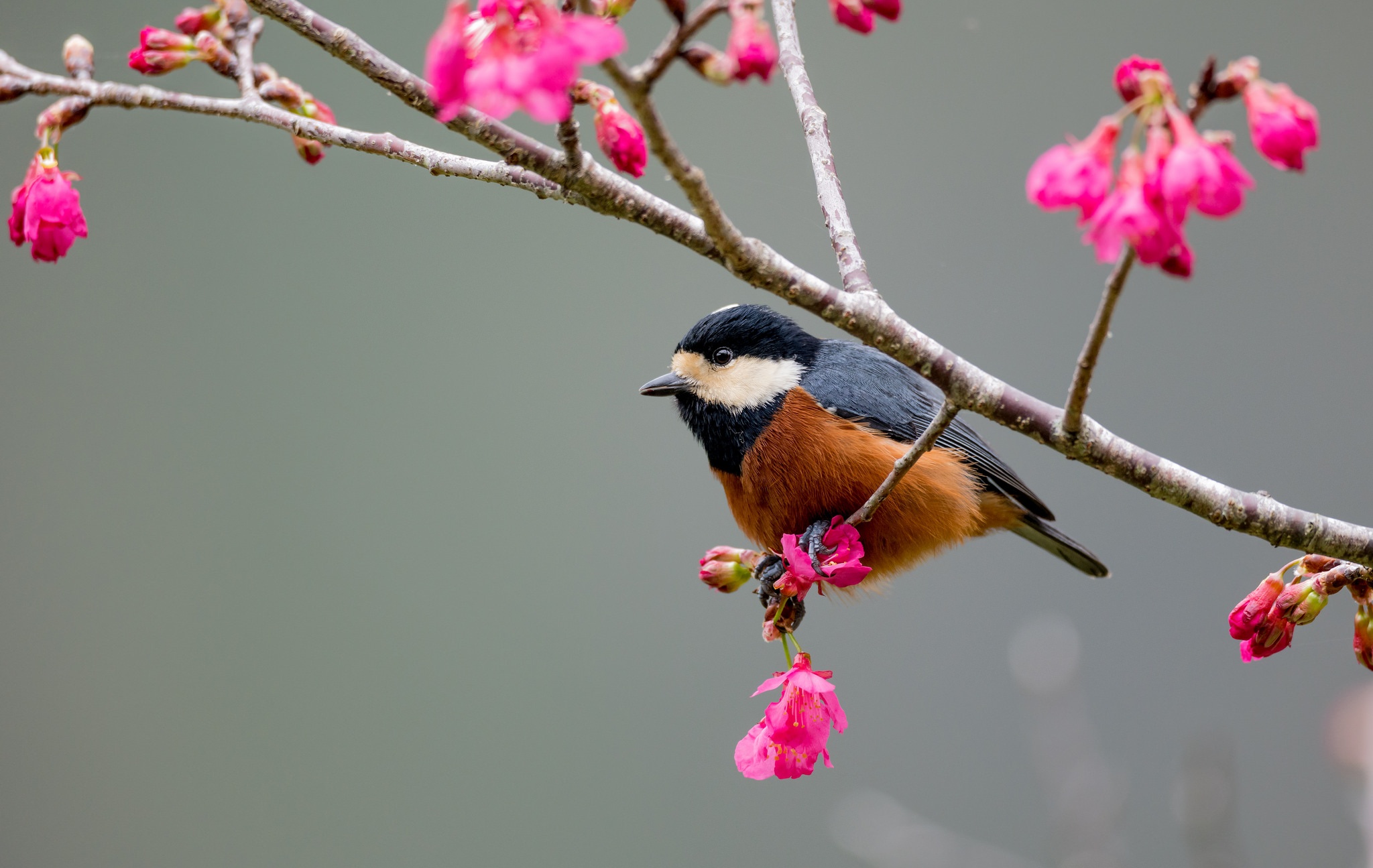 Download Chestnutbellied Tit Pink Flower Bird Animal Titmouse HD Wallpaper