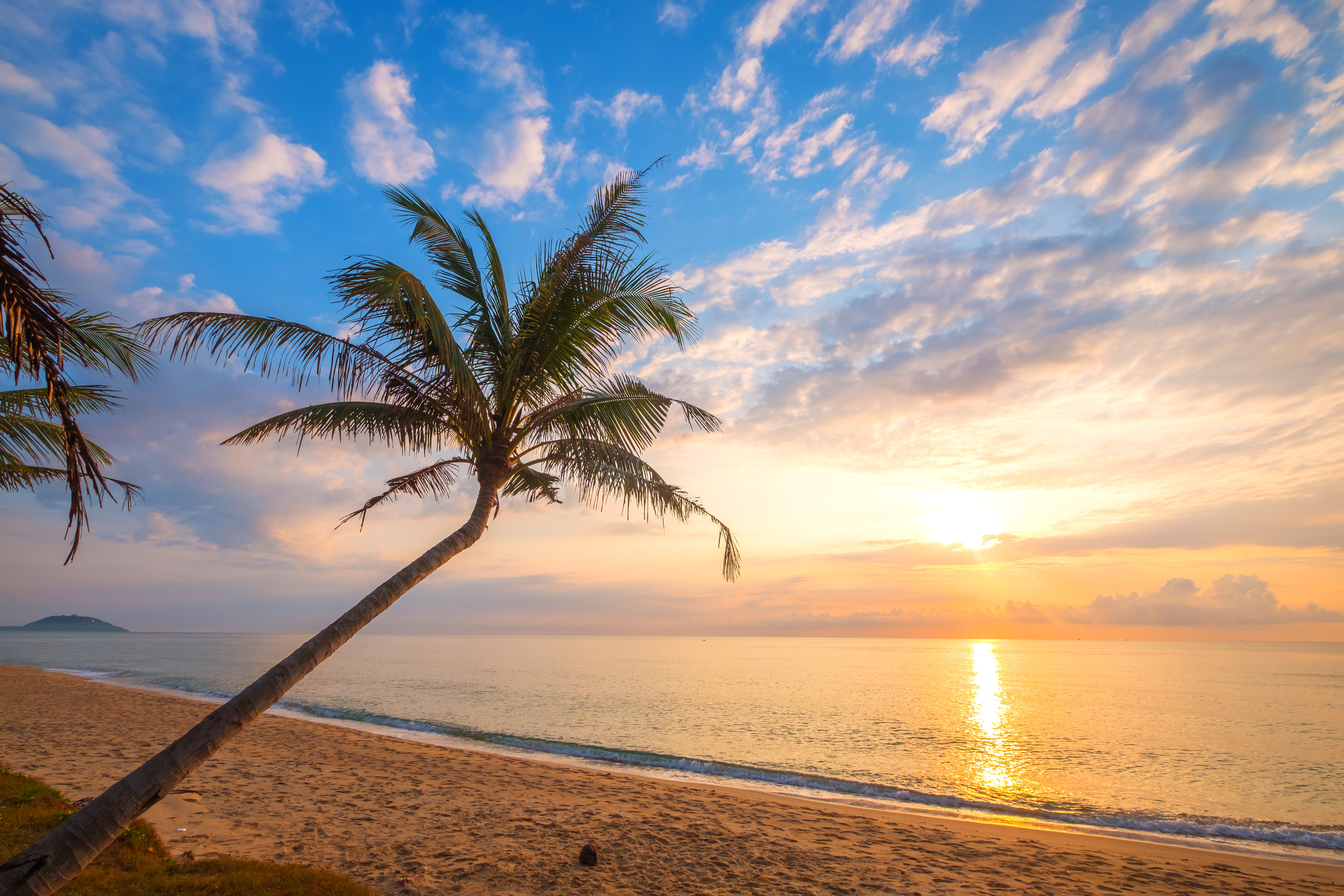Download Palm Tree Sand Beach Sky Sunrise Horizon Nature Ocean 4k Ultra ...