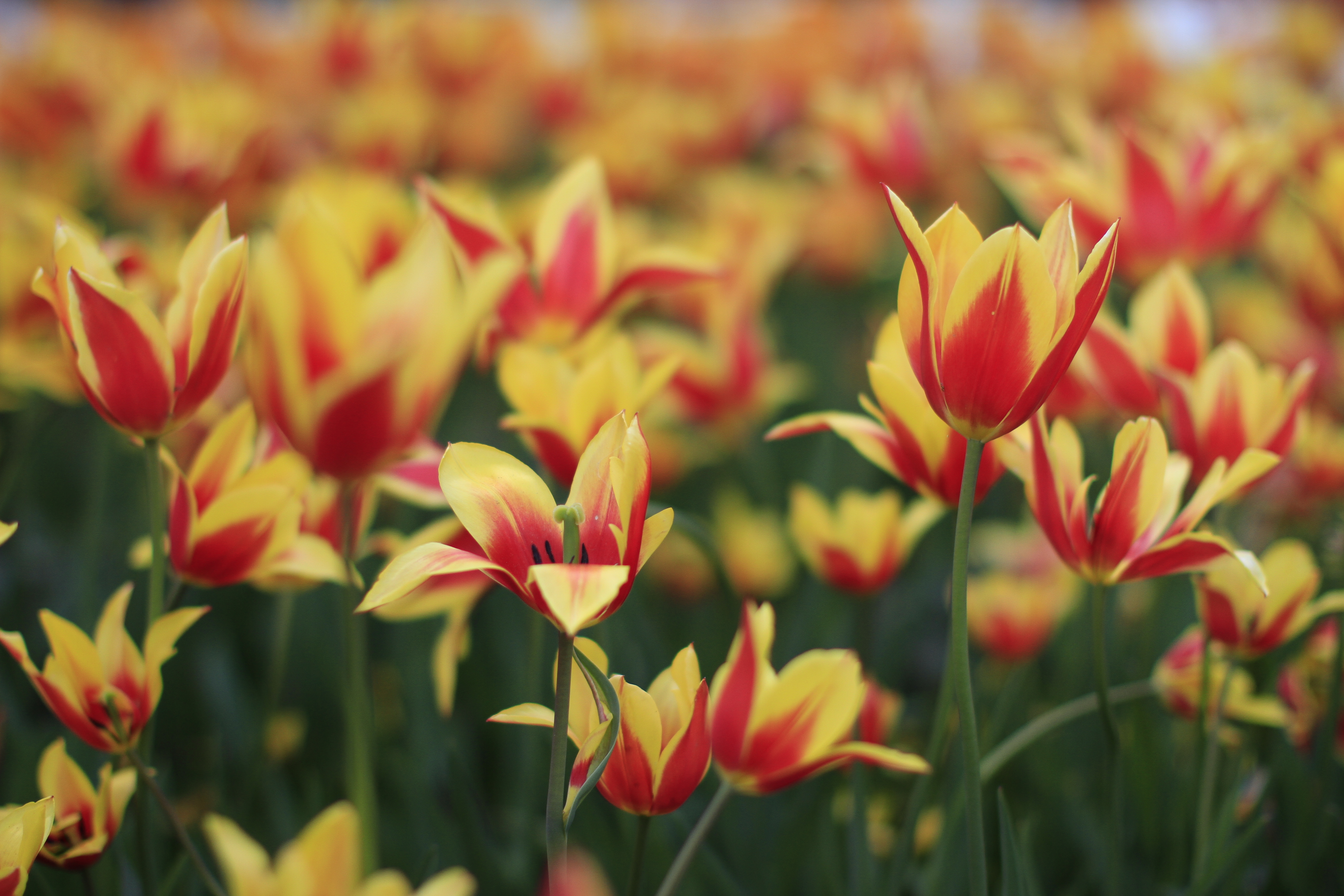 Download Nature Flower Tulip 4k Ultra HD Wallpaper