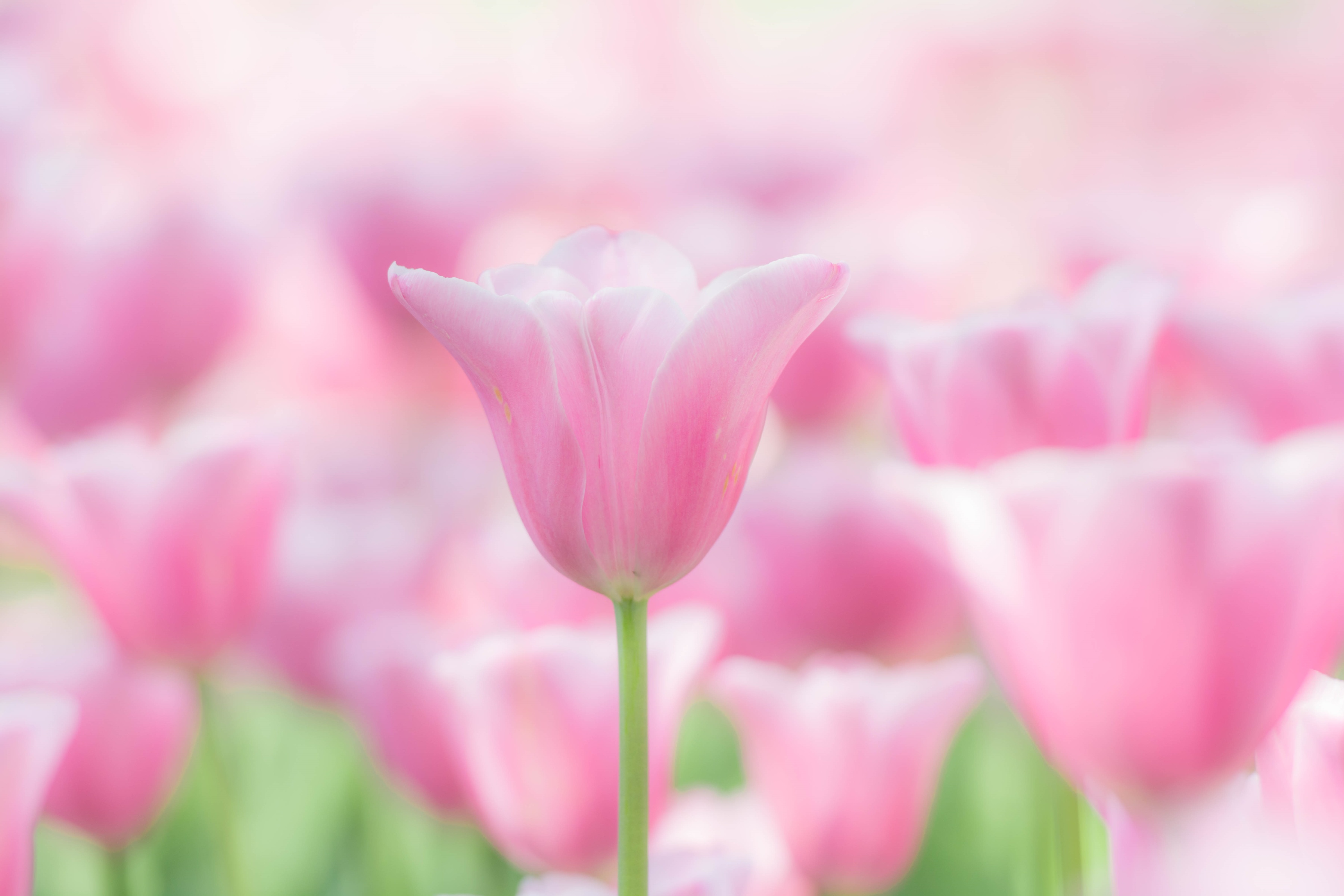 Pink Tulip Flower Desktop 100+] Tulip Wallpapers | Wallpapers.com