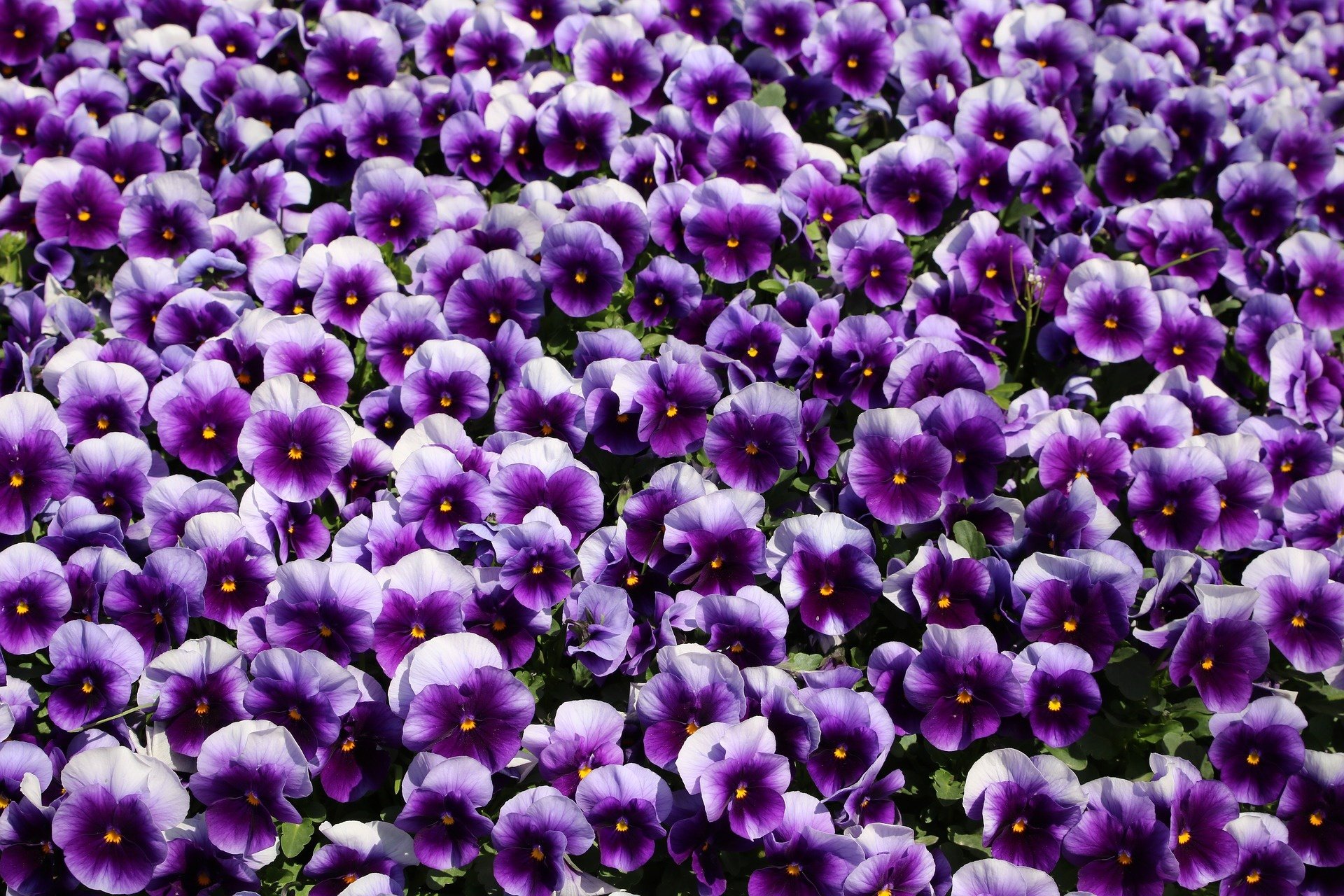 Nature Pansy HD Wallpaper