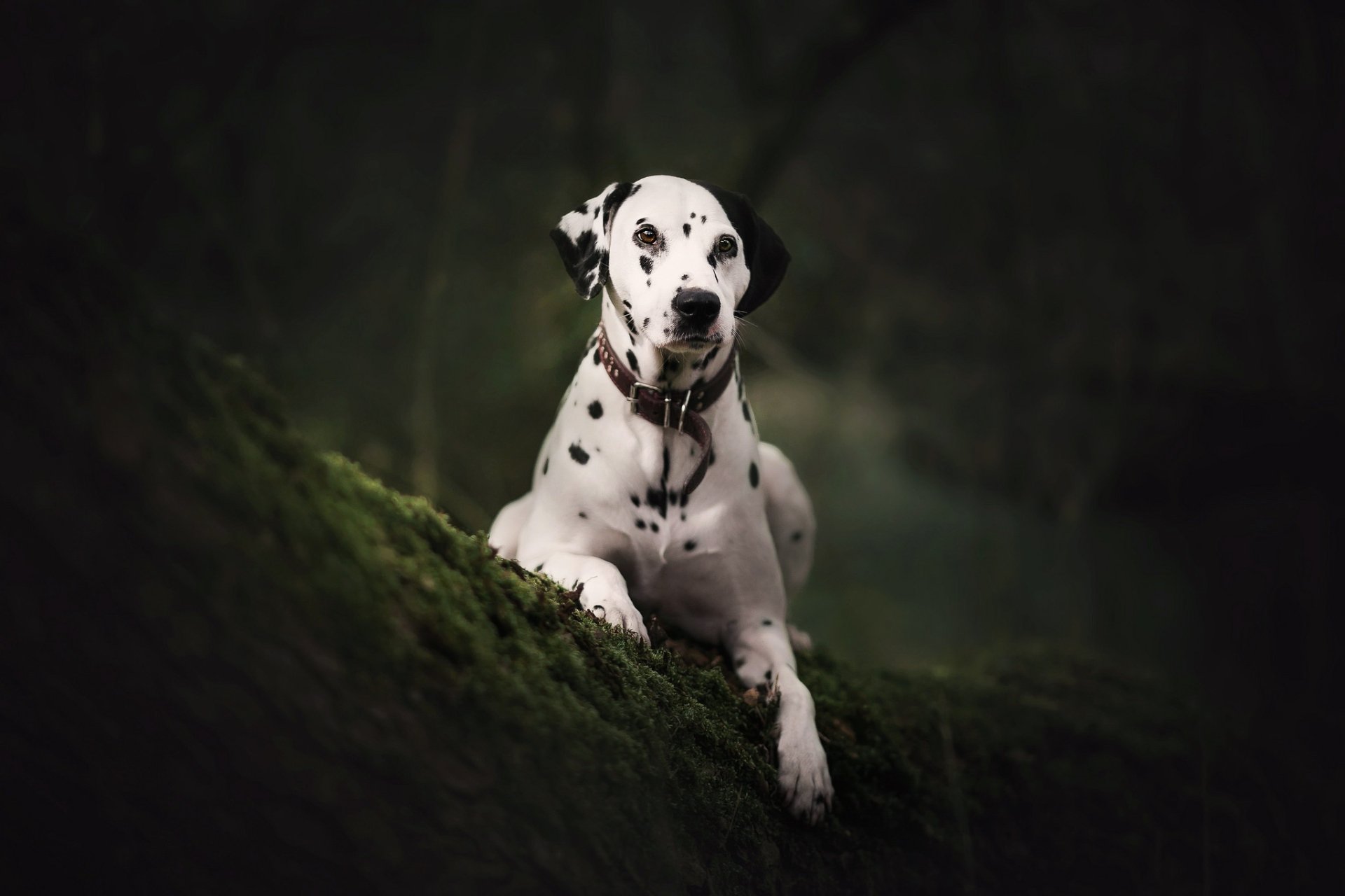 HD desktop wallpaper featuring a Dalmatian dog resting on mossy ground in a dark, natural setting.