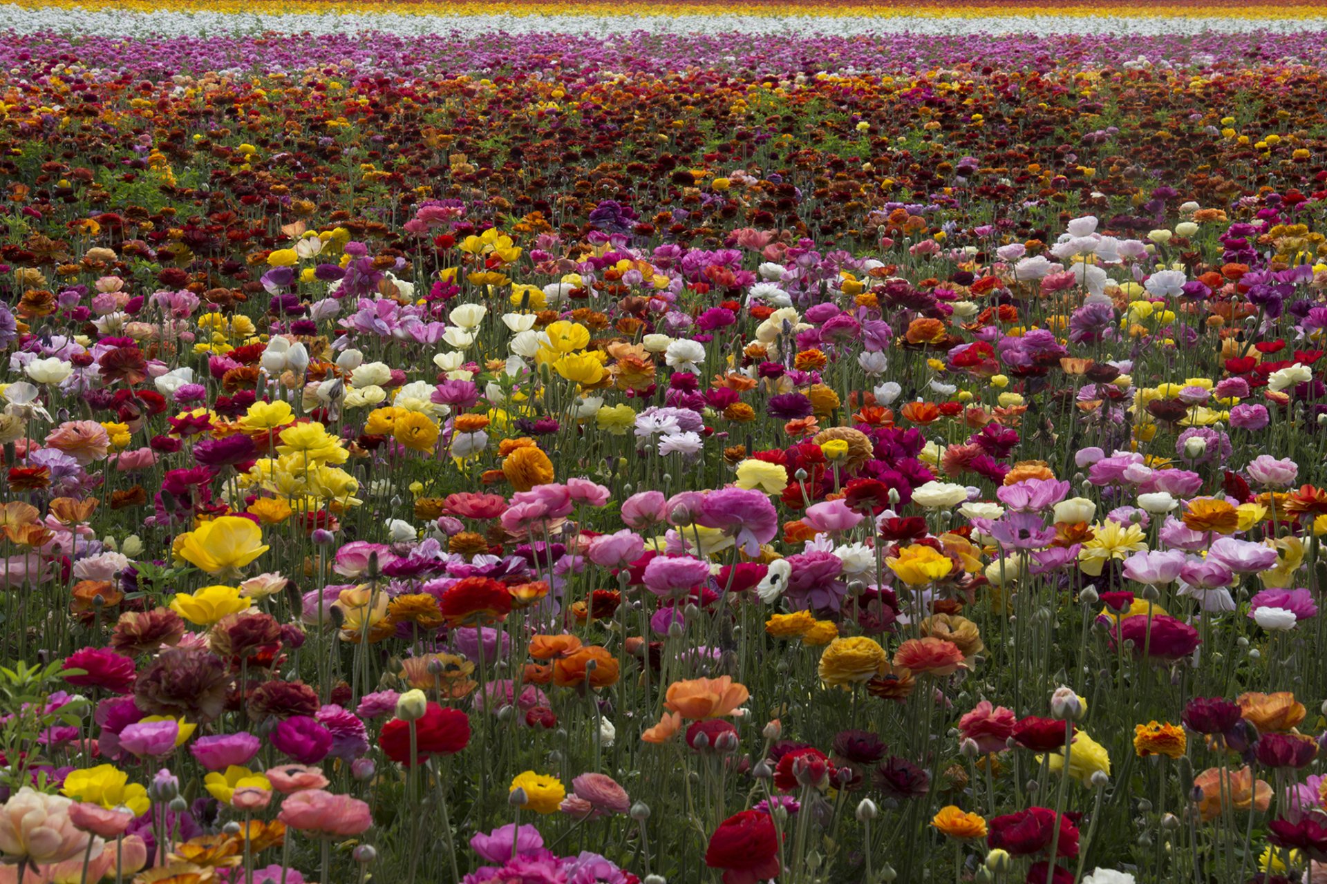 Download Red Flower Yellow Flower Pink Flower White Flower Summer Nature Flower HD Wallpaper