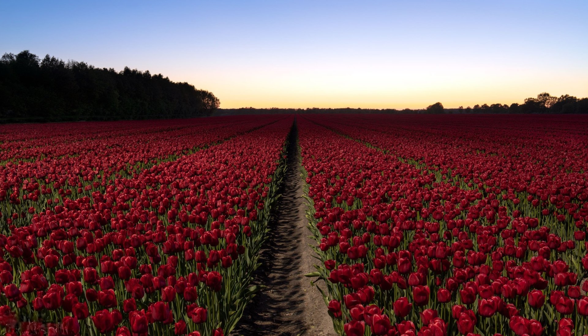 Download Summer Field Red Flower Flower Nature Tulip HD Wallpaper