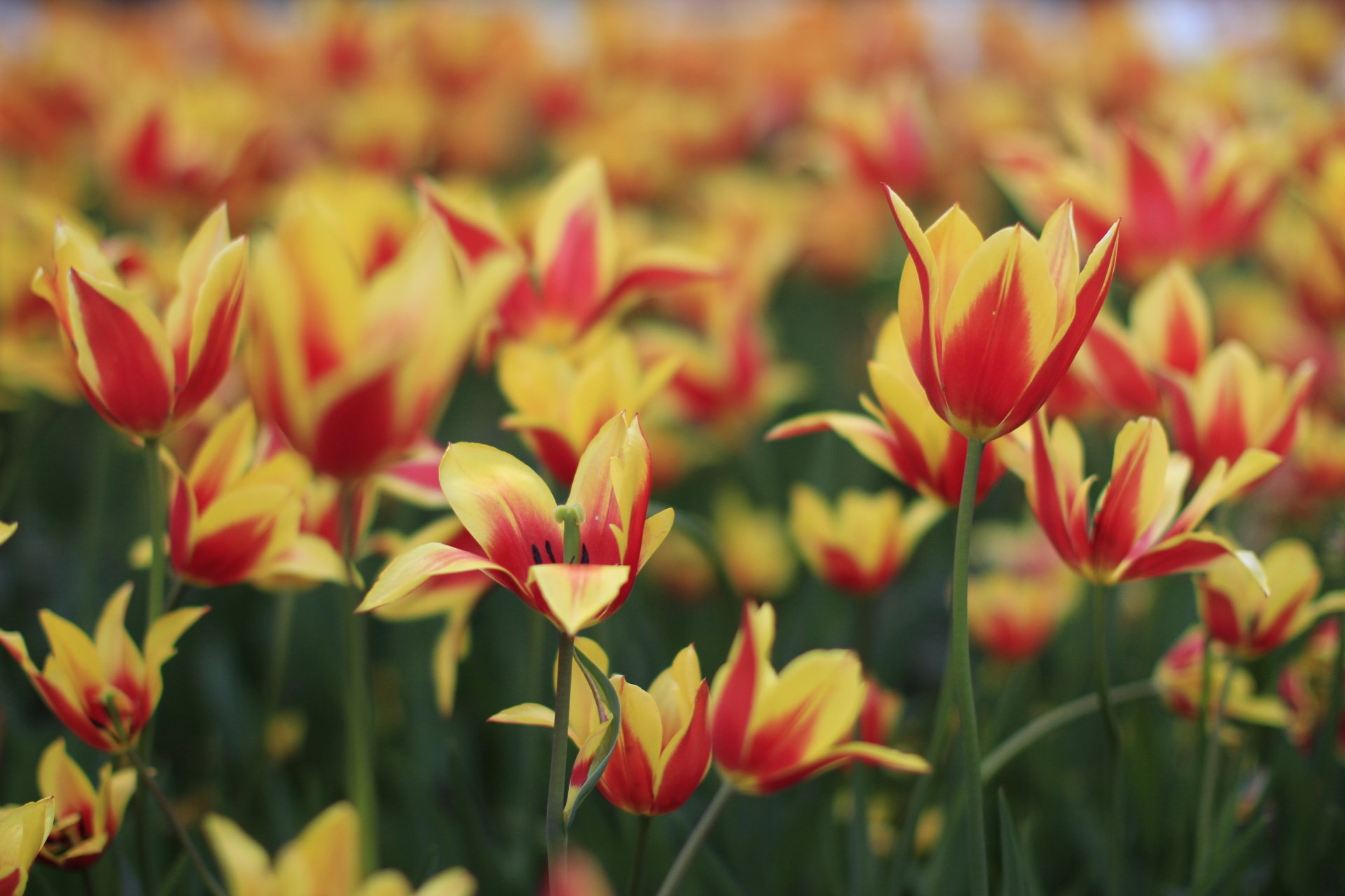 Tulip 4k Ultra HD Wallpaper