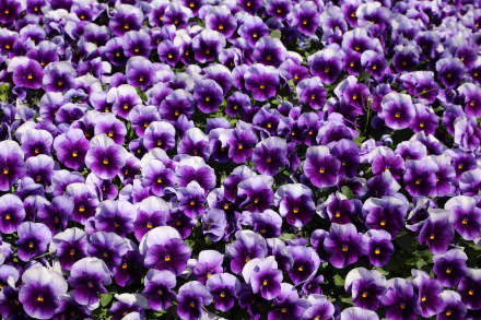 Close-up HD desktop wallpaper of vibrant purple pansy flowers in full bloom, showcasing nature's delicate beauty with rich colors and detailed petals.