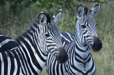 HD desktop wallpaper featuring two zebras standing close together in a natural grassy setting, showcasing their distinct black and white stripes.