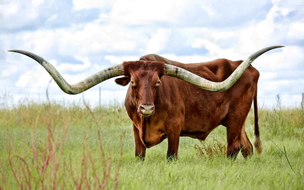 HD desktop wallpaper featuring a brown cow with large, curved horns standing in a grassy field under a cloudy sky.