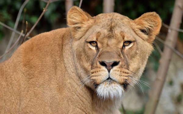 1400+ Lion HD Wallpapers | Background Images