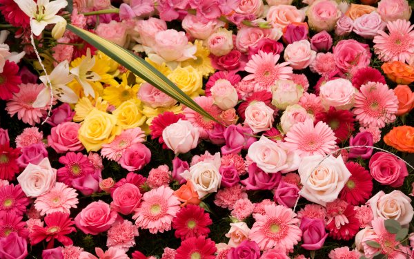 Earth Flower Flowers Gerbera Pink Flower Rose HD Wallpaper | Background Image