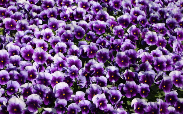 Close-up HD desktop wallpaper of vibrant purple pansy flowers in full bloom, showcasing nature's delicate beauty with rich colors and detailed petals.