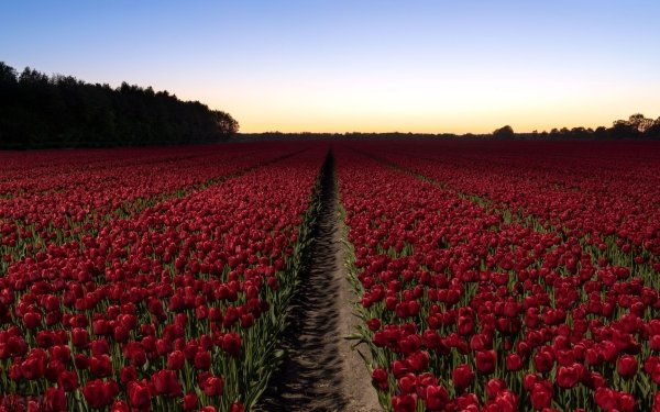 Earth Tulip Flowers Nature Flower Red Flower Field Summer HD Wallpaper | Background Image