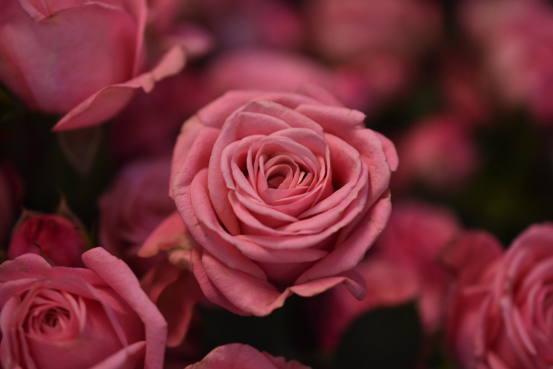 Download Macro Pink Flower Nature Rose Flower 4k Ultra HD Wallpaper ...